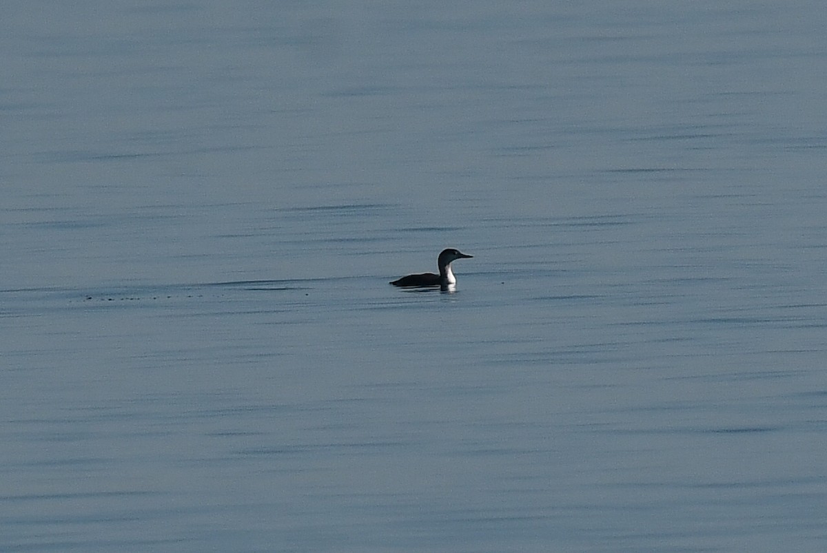 Red-throated Loon - ML646604413