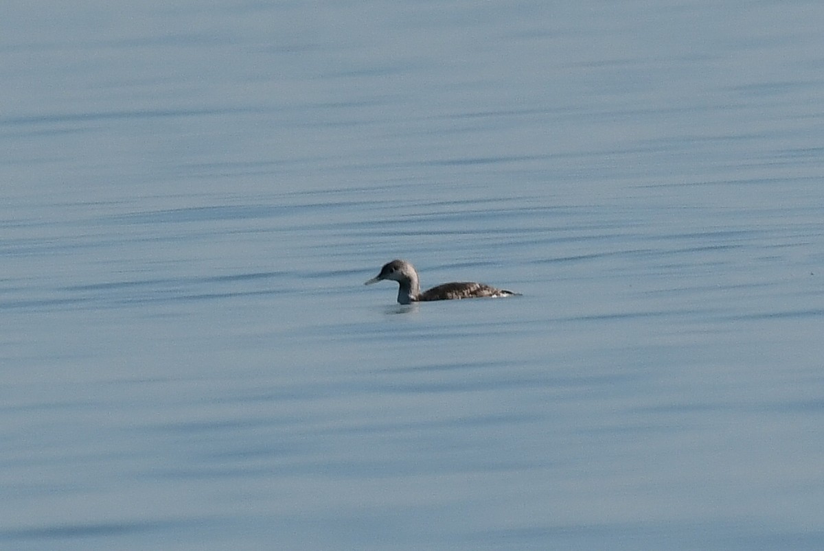 Red-throated Loon - ML646604414