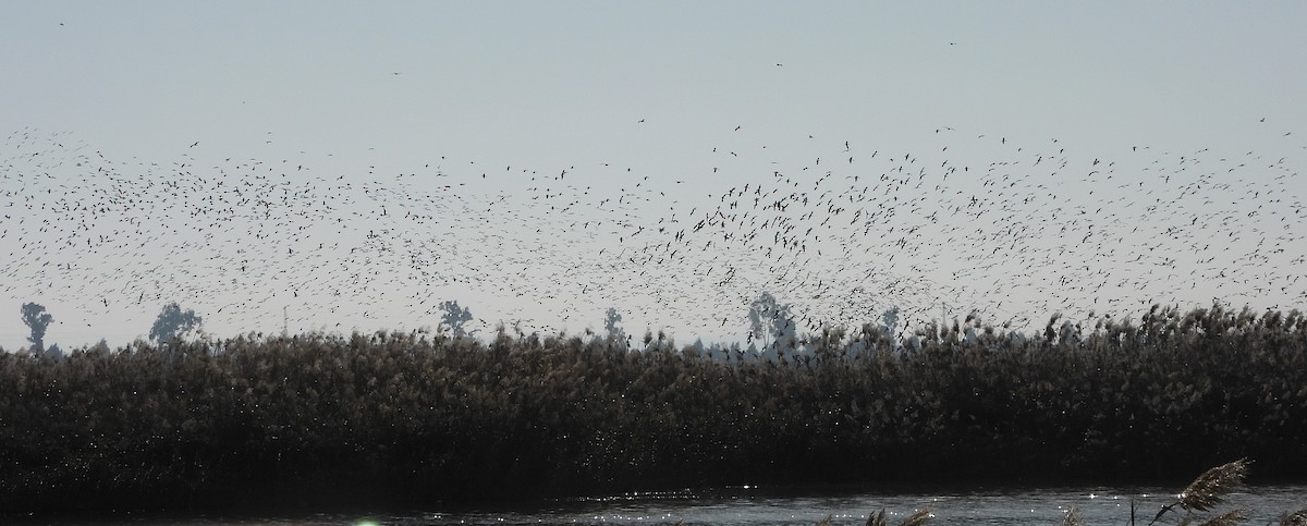 Glossy Ibis - ML646604417