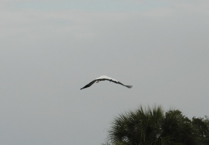 Wood Stork - ML646604418