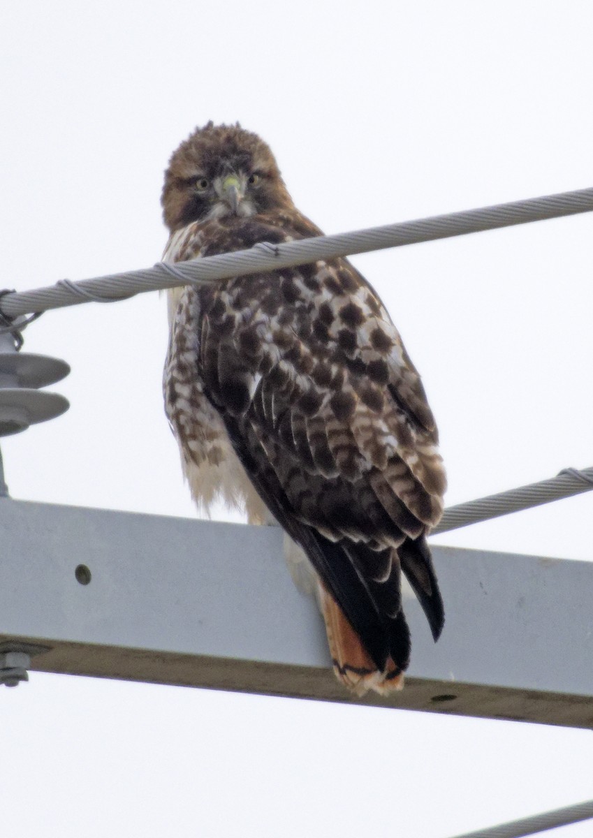 Red-tailed Hawk (borealis) - ML646604426