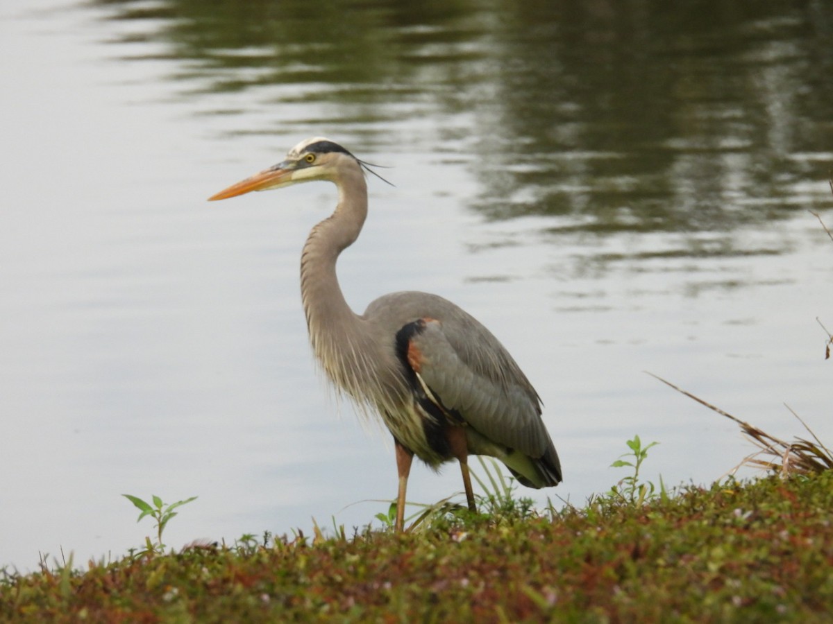 אנפה אמריקנית - ML646604427