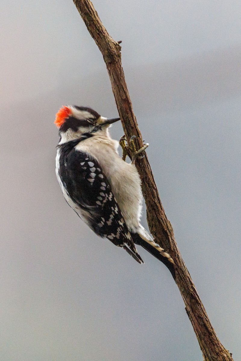 strakapoud osikový - ML646604428