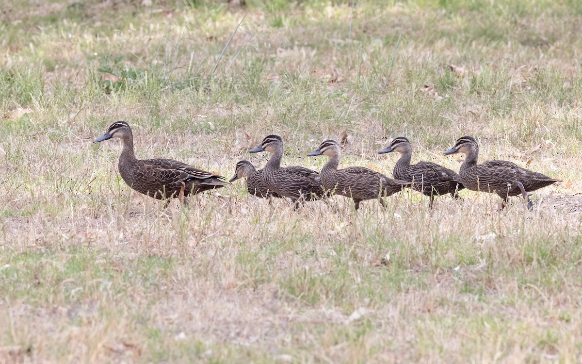 Pacific Black Duck - ML646604429