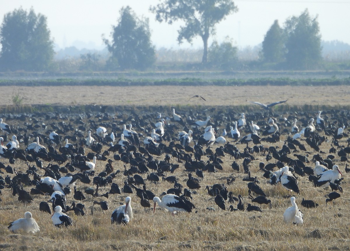 Glossy Ibis - ML646604431