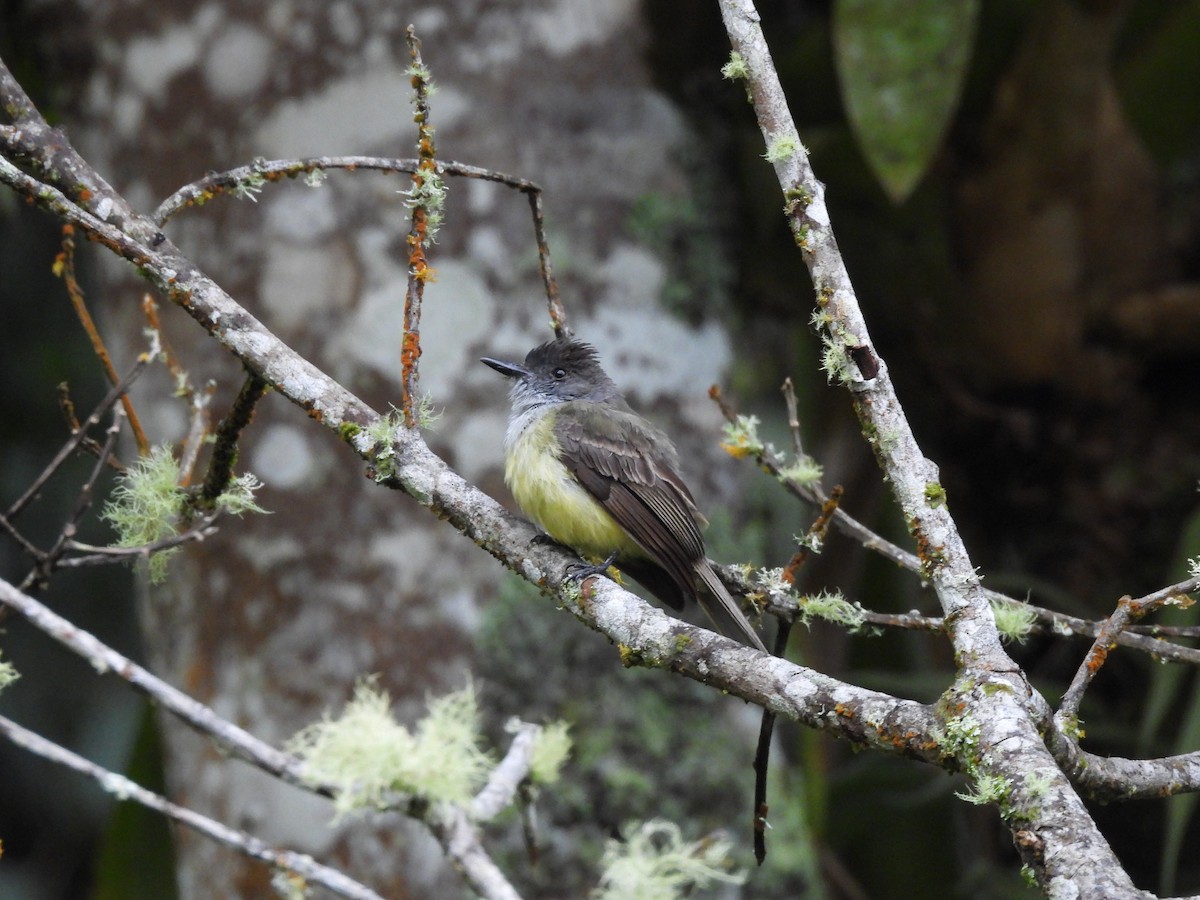 Dusky-capped Flycatcher - ML646604436