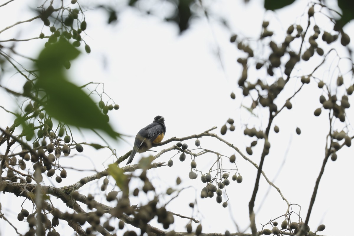 Gartered Violaceous Trogon - ML646604438