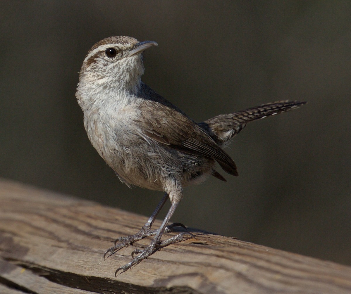Troglodyte de Bewick - ML646604439