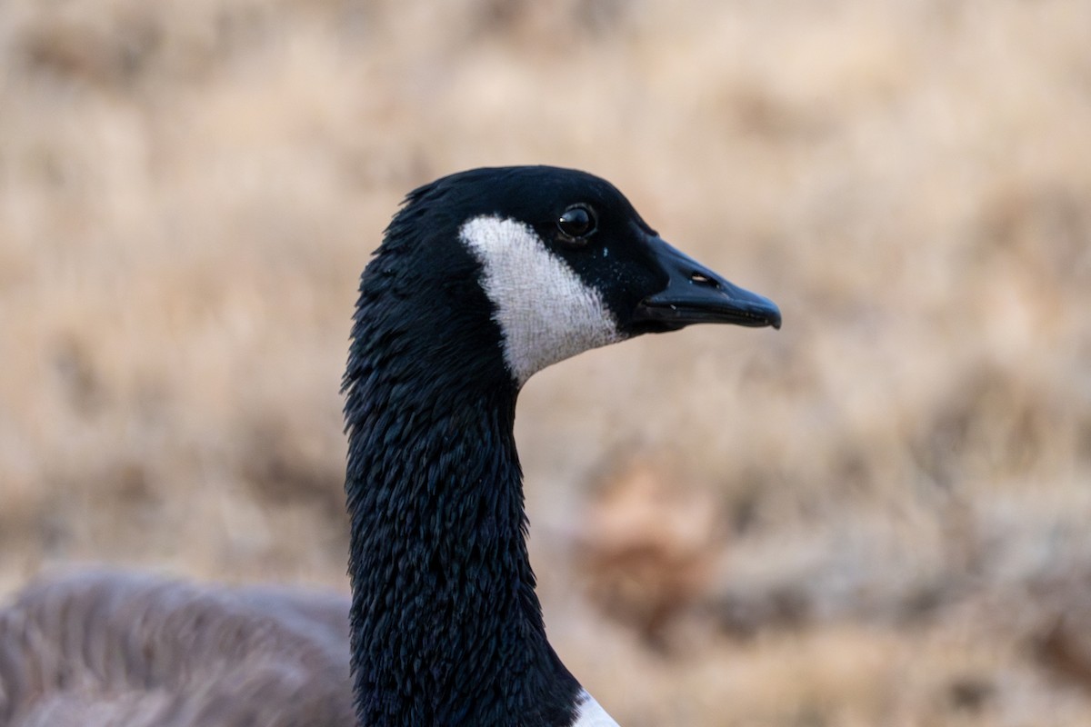 Barnacla Canadiense Grande - ML646604440