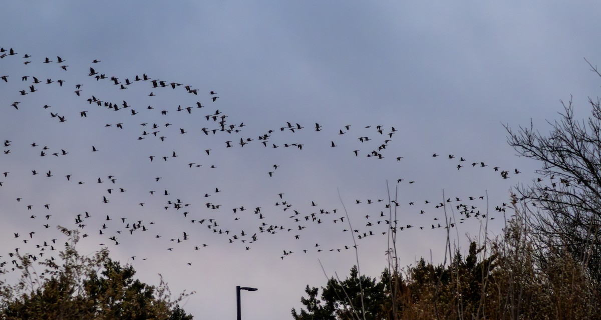 Barnacla Canadiense Grande - ML646604441