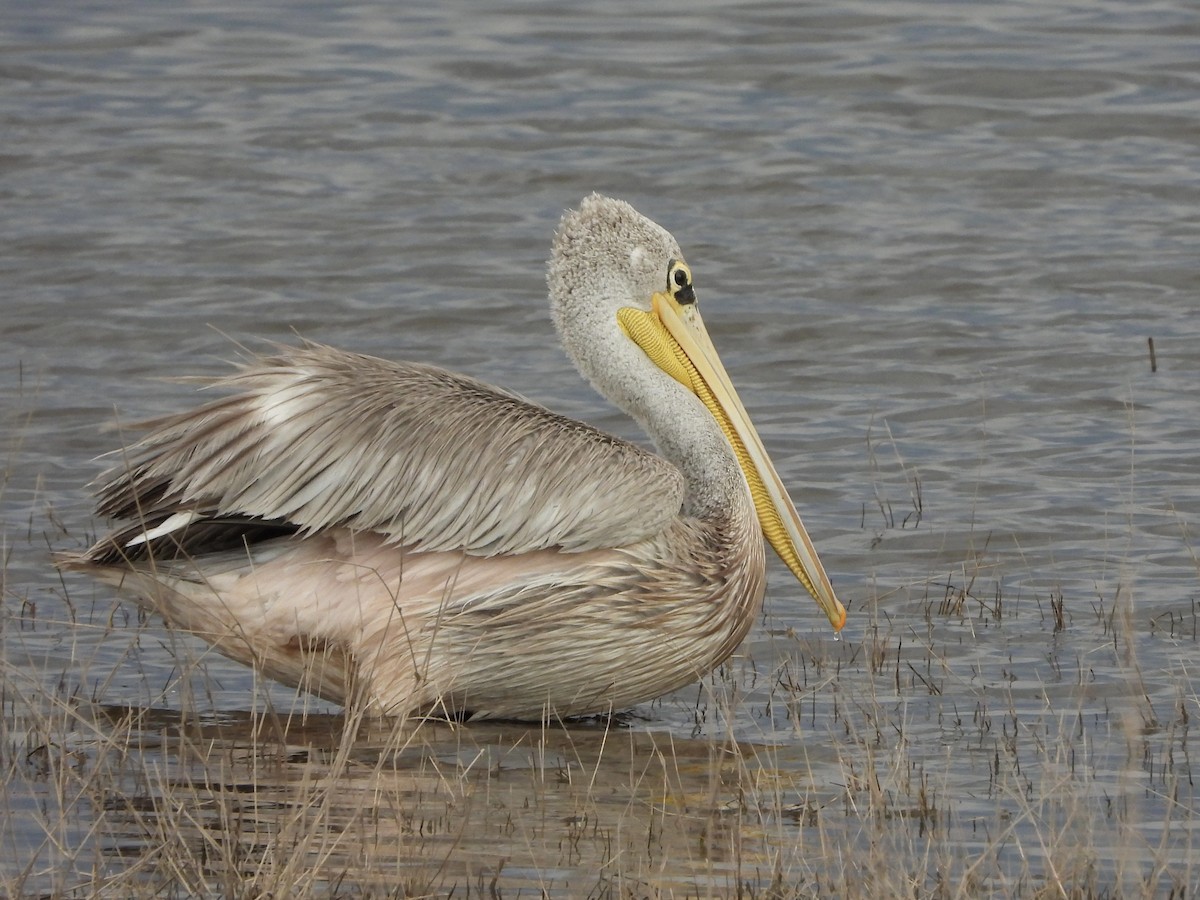 コシベニペリカン - ML646604442
