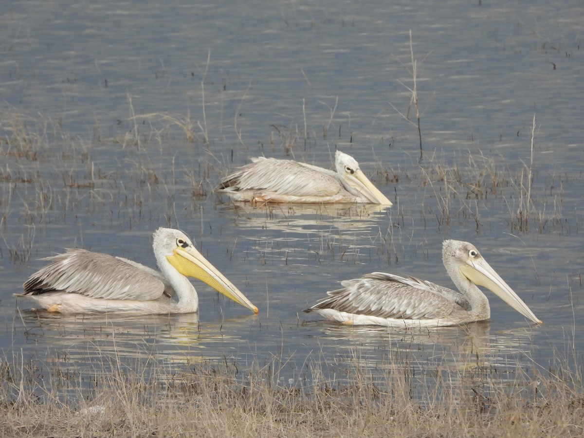コシベニペリカン - ML646604443