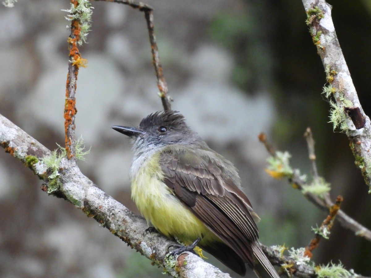 Dusky-capped Flycatcher - ML646604444