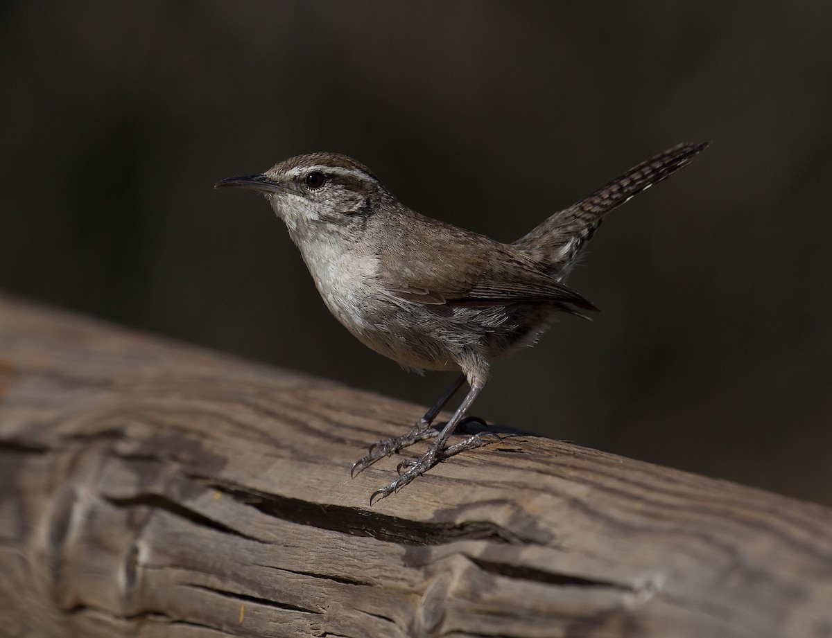 Troglodyte de Bewick - ML646604447