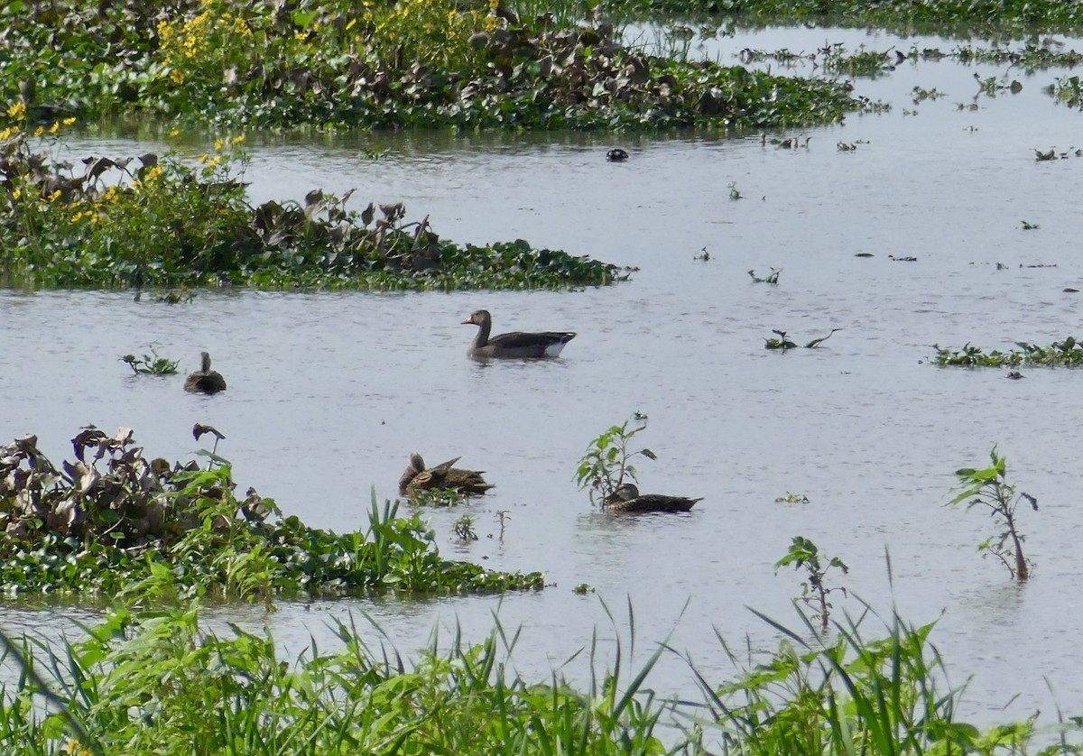 Sakarca - ML646604448