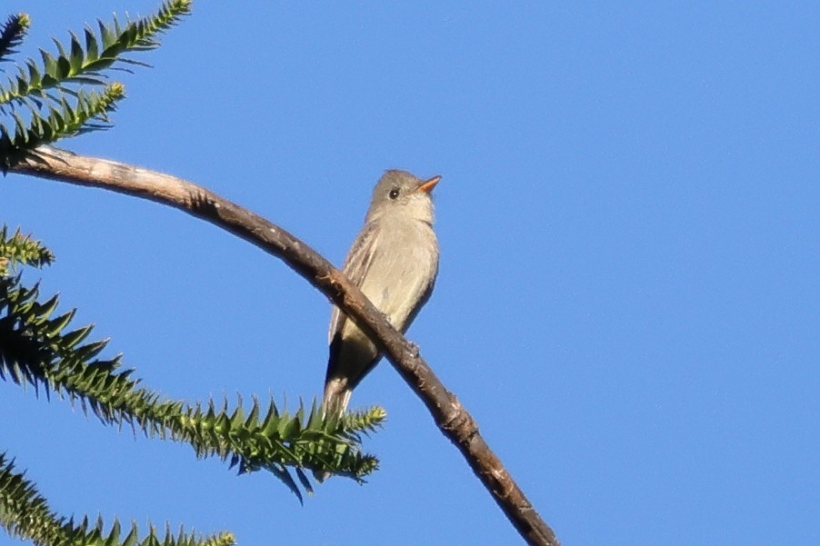 Піві великий - ML646604449