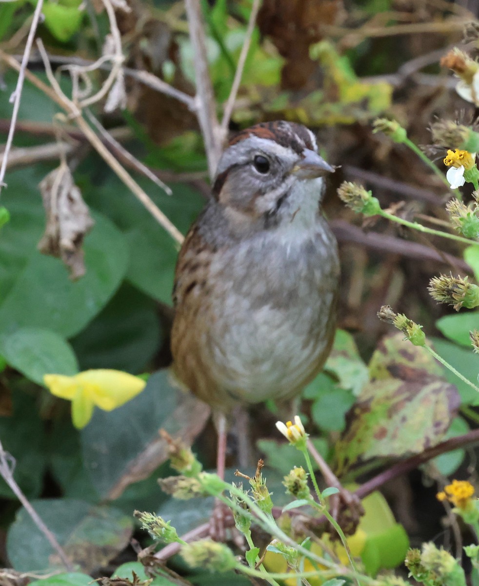 Bruant des marais - ML646604450