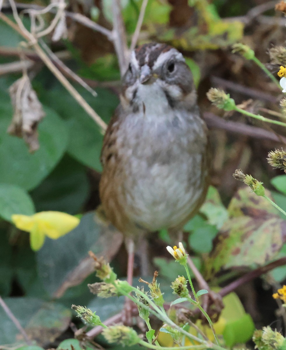 Bruant des marais - ML646604451