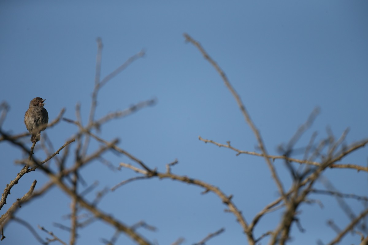 Dunnock - ML646604452