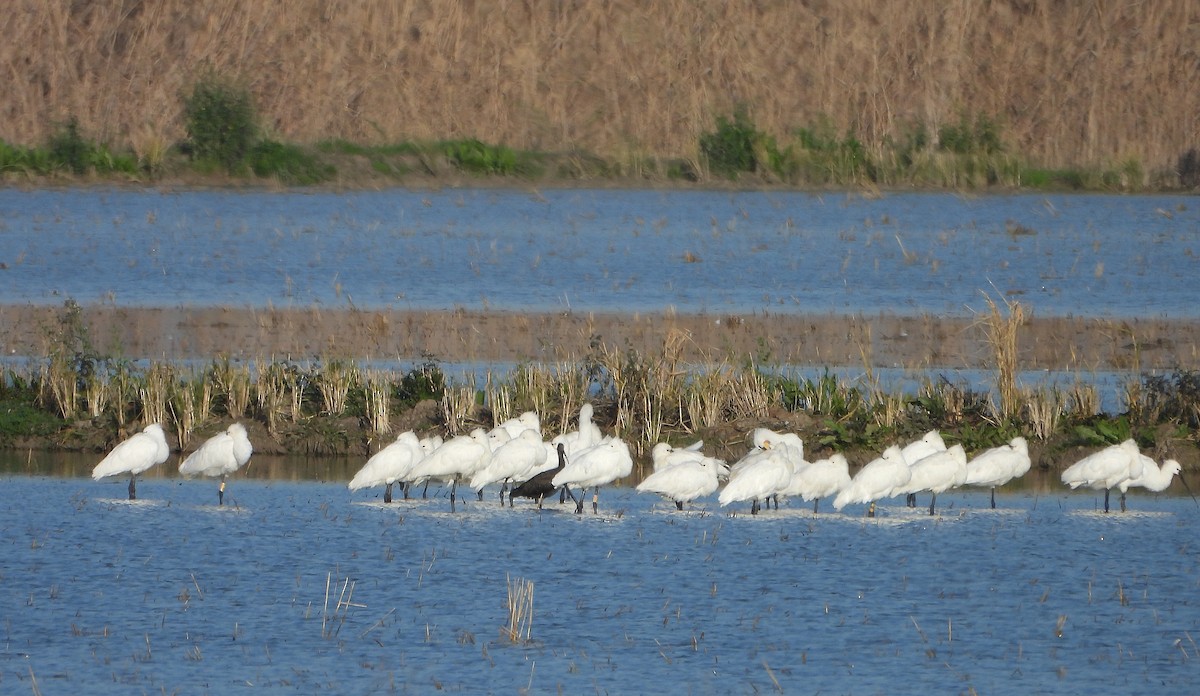 Löffler - ML646604453