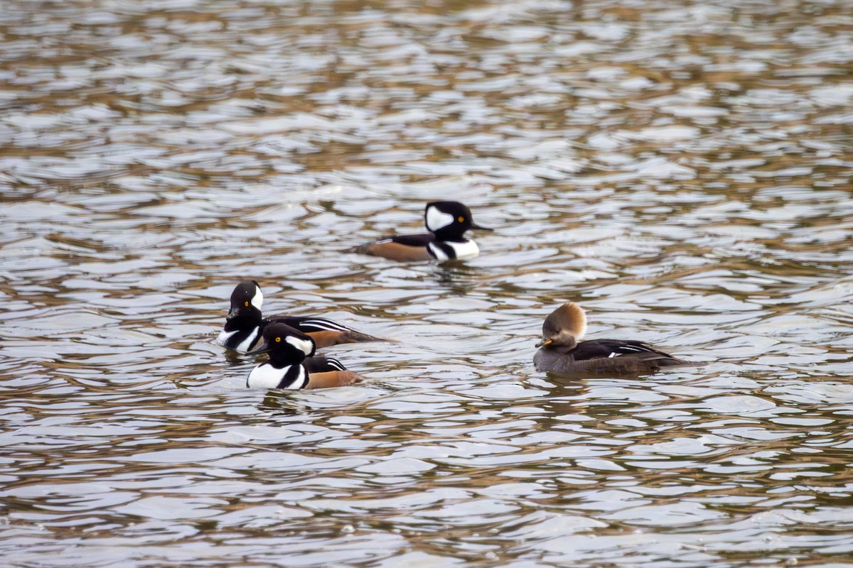 Hooded Merganser - ML646604456