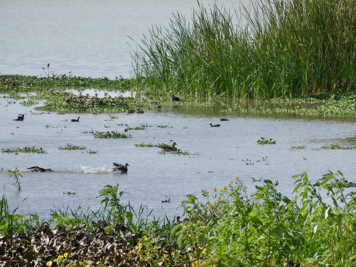 Sakarca - ML646604457