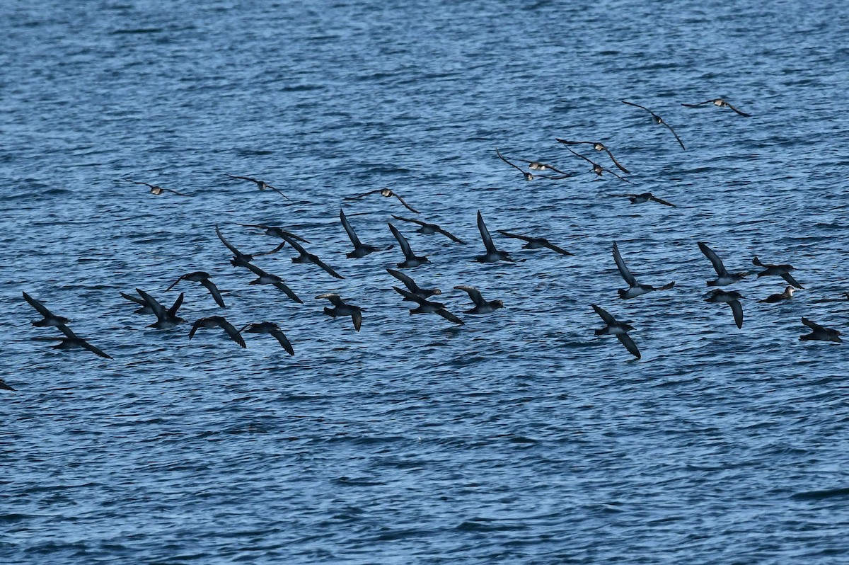 Balearic Shearwater - ML646604458