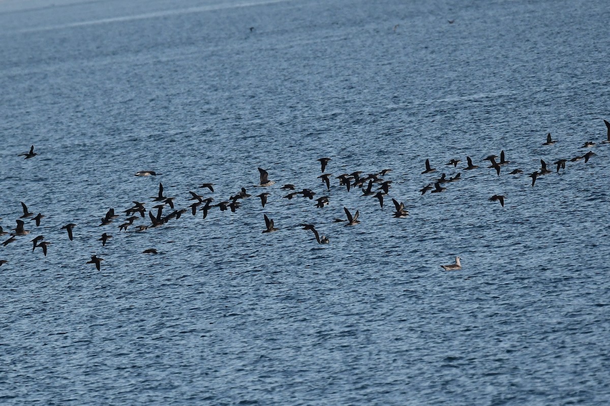 Balearic Shearwater - ML646604459