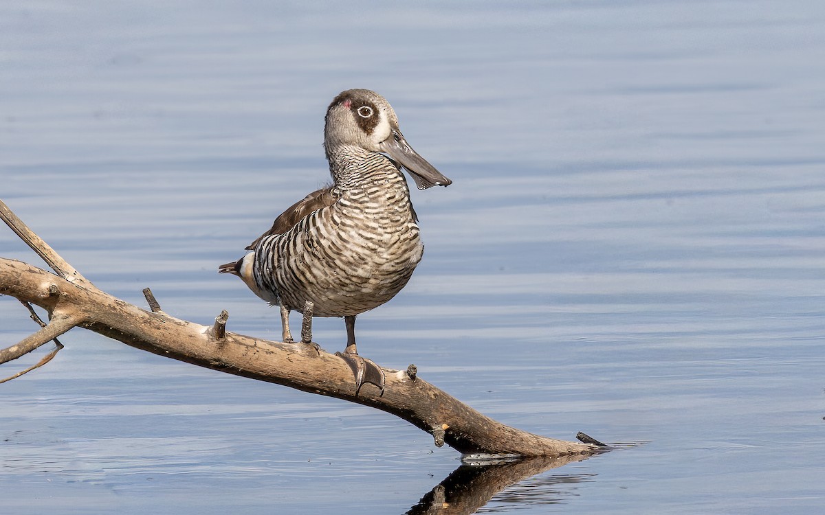 Pink-eared Duck - ML646604463