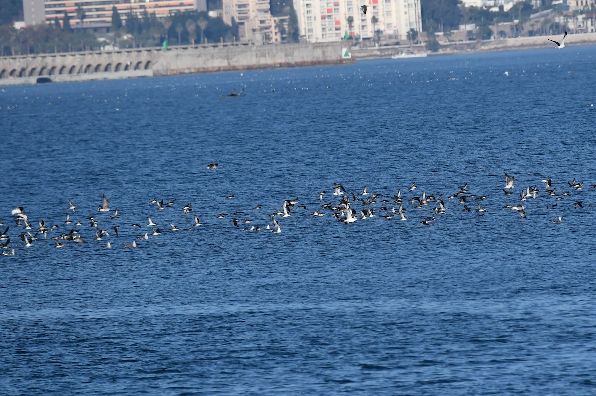 Balearic Shearwater - ML646604464