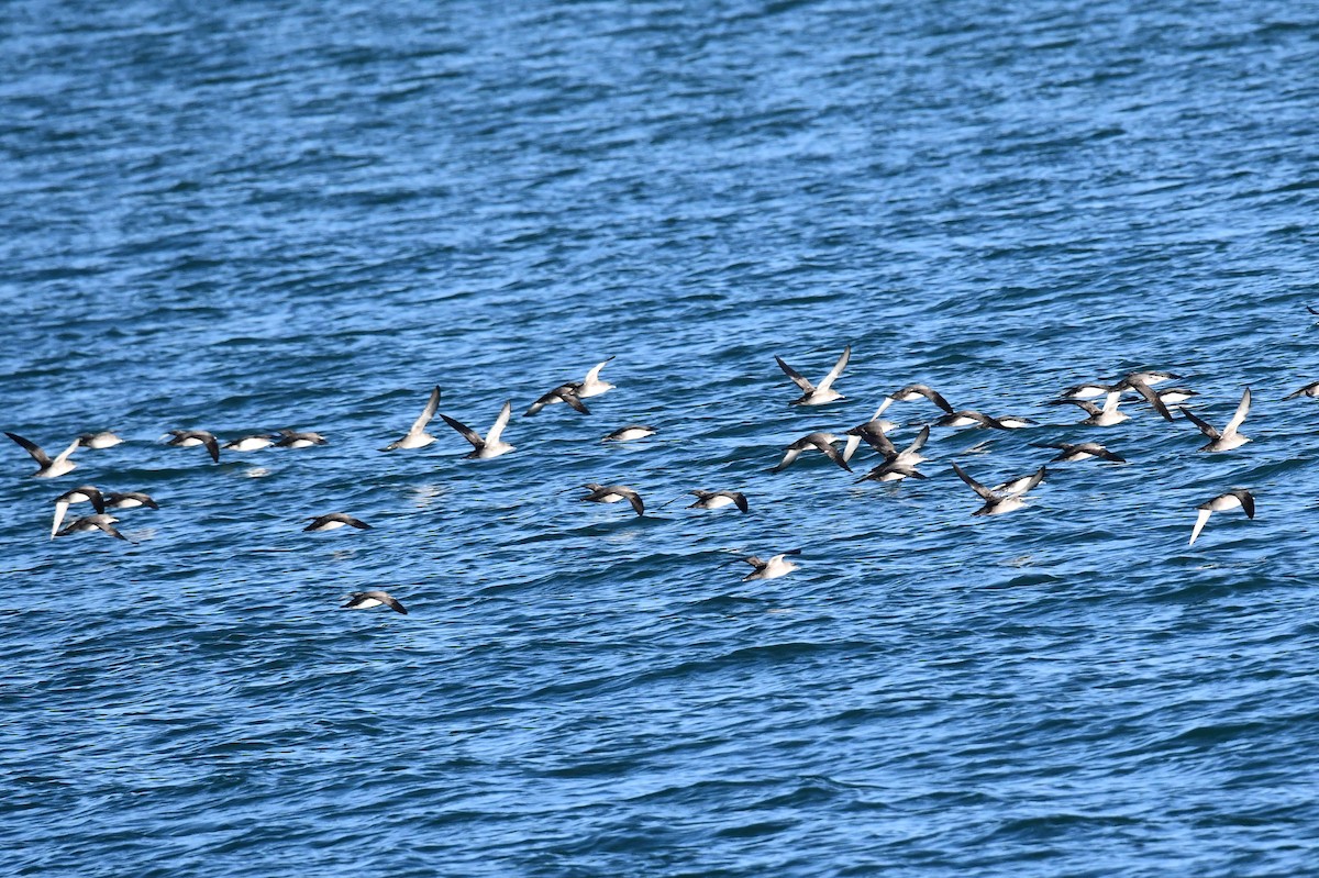 Balearic Shearwater - ML646604465