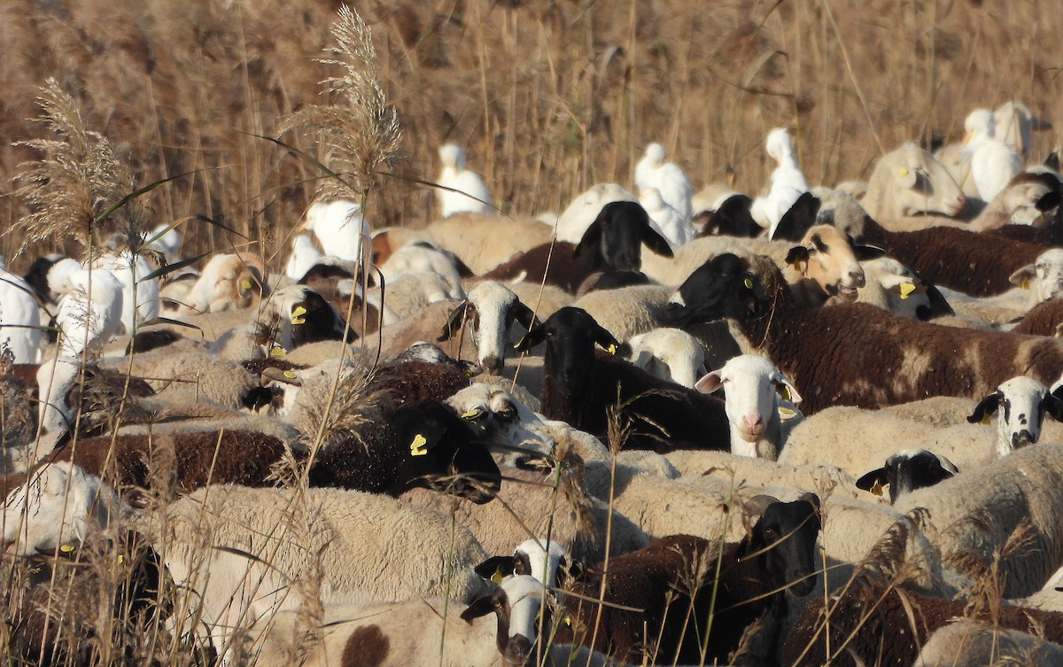 Kuhreiher - ML646604468