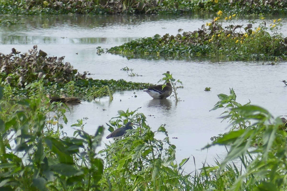 Sakarca - ML646604469