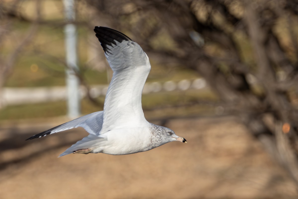 Ring-billed Gull - ML646604470