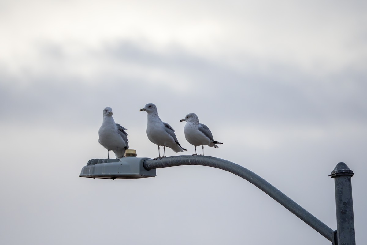 Ring-billed Gull - ML646604471