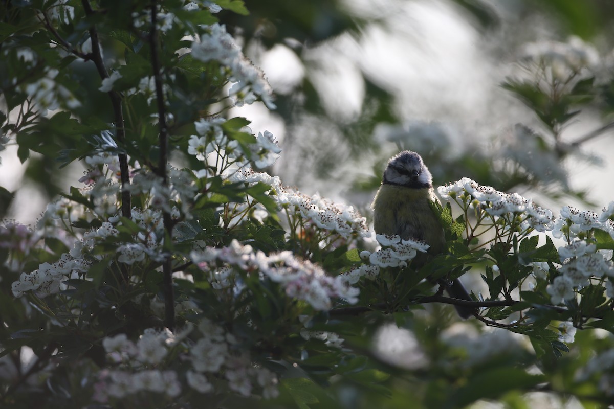 Amilotx urdin europarra - ML646604474