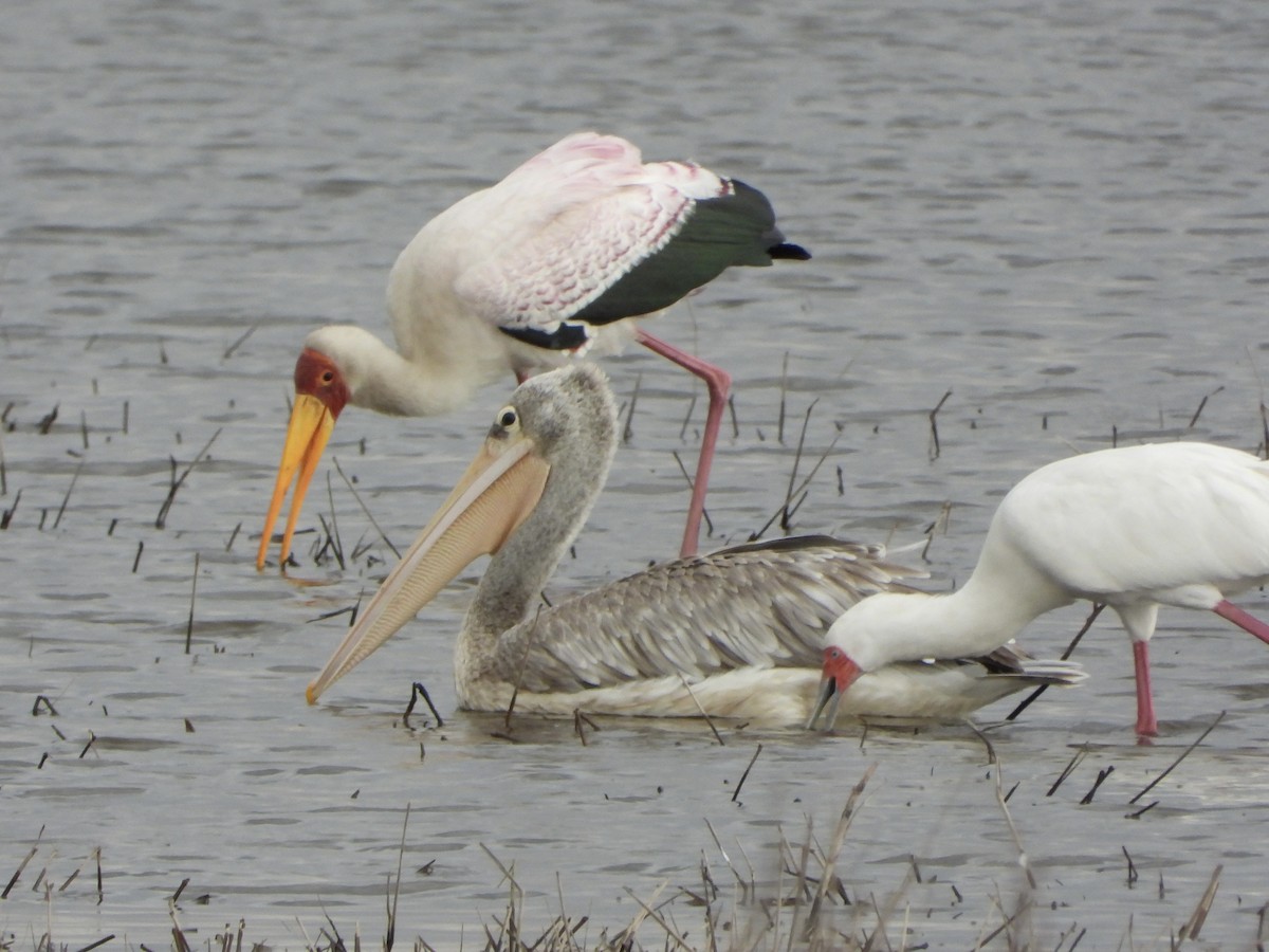 コシベニペリカン - ML646604475