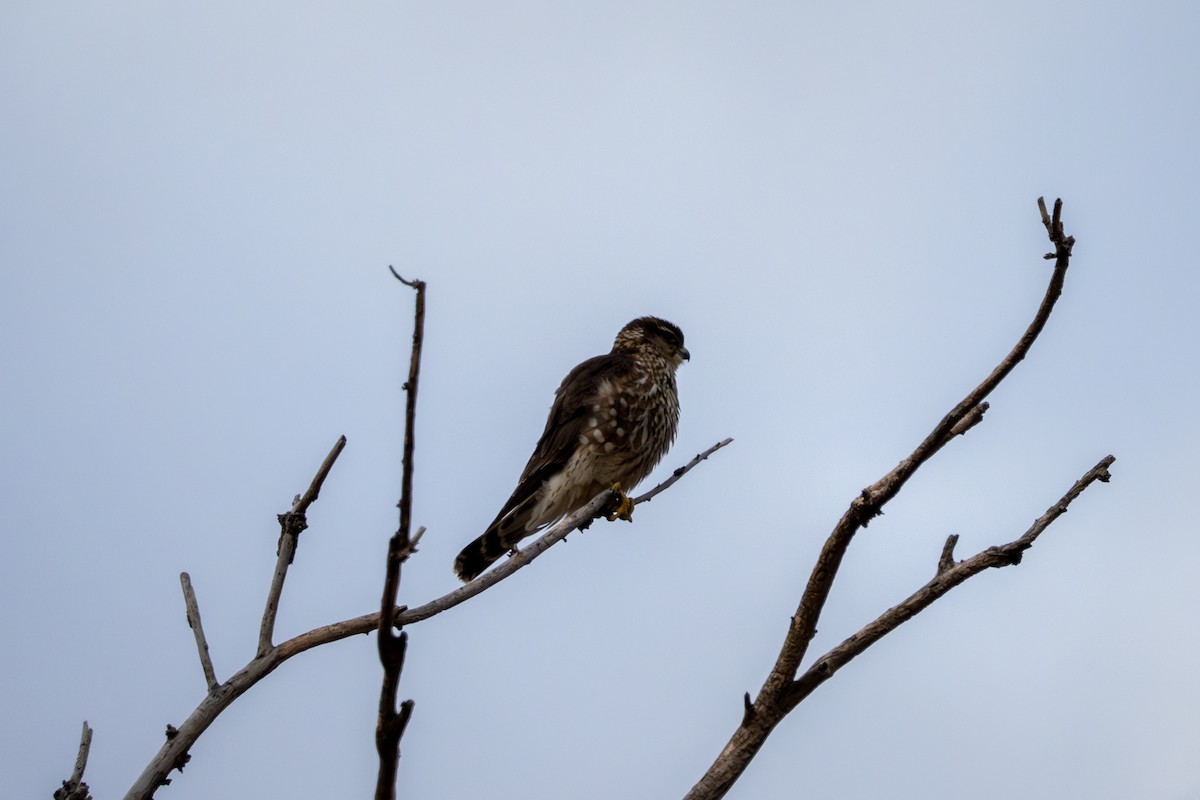 Merlin - ML646604479