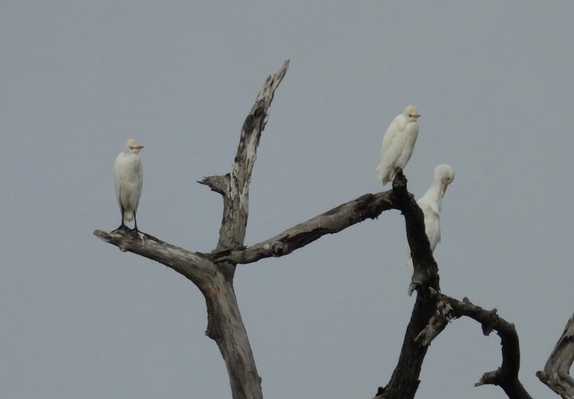 אנפית בקר מערבית - ML646604482