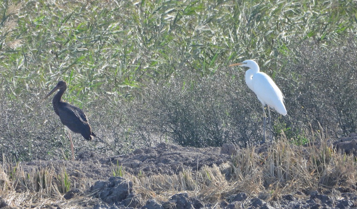 Silberreiher - ML646604484