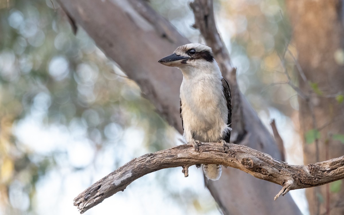 Laughing Kookaburra - ML646604486