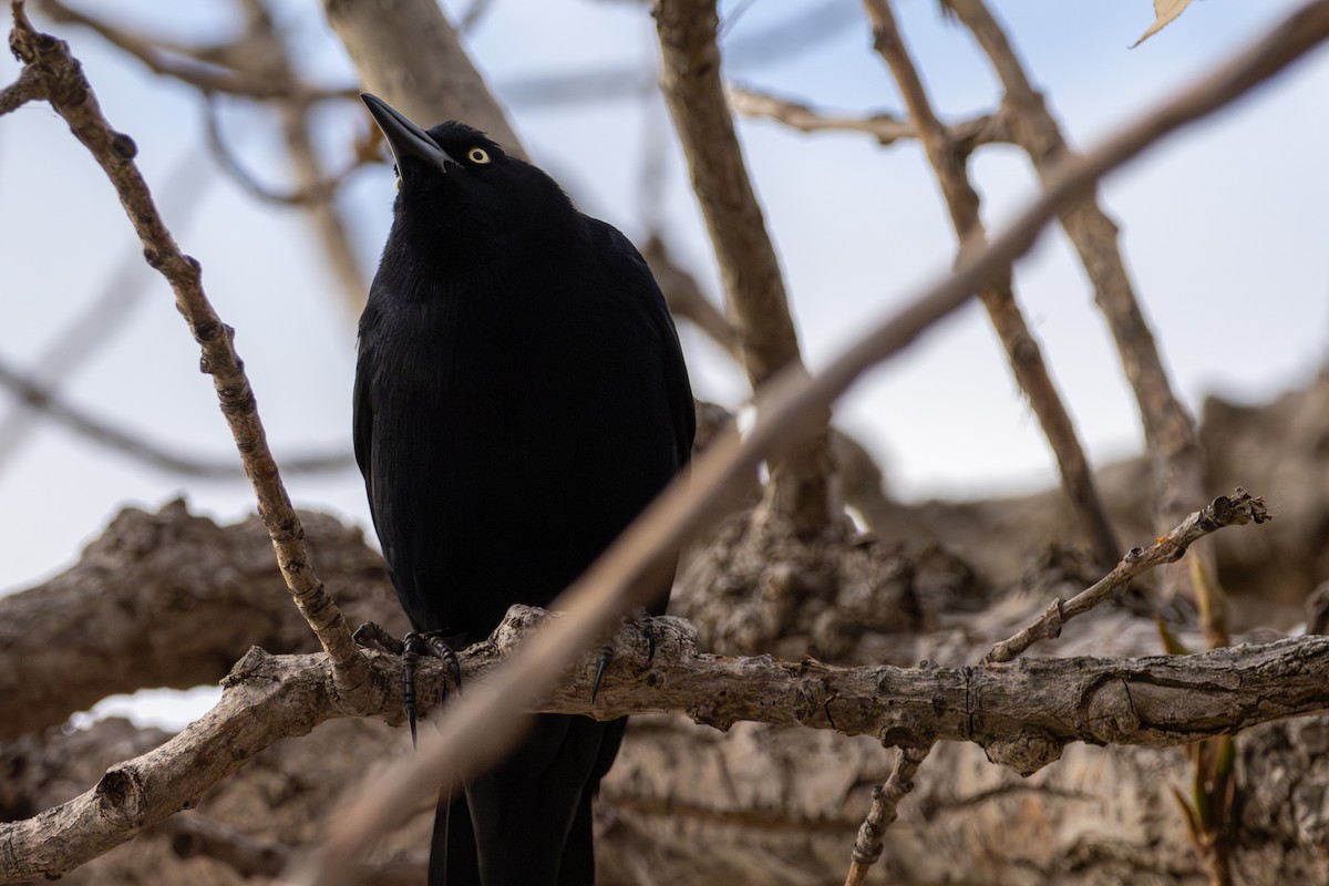 Great-tailed Grackle - ML646604488