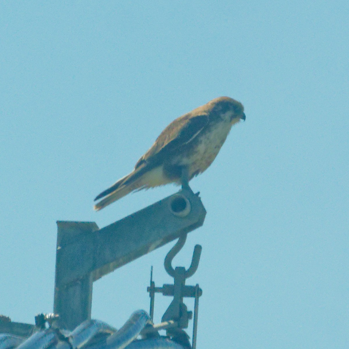 Brown Falcon - ML646604489