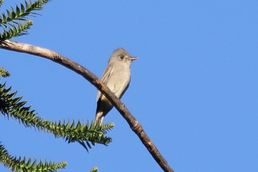 Піві великий - ML646604496