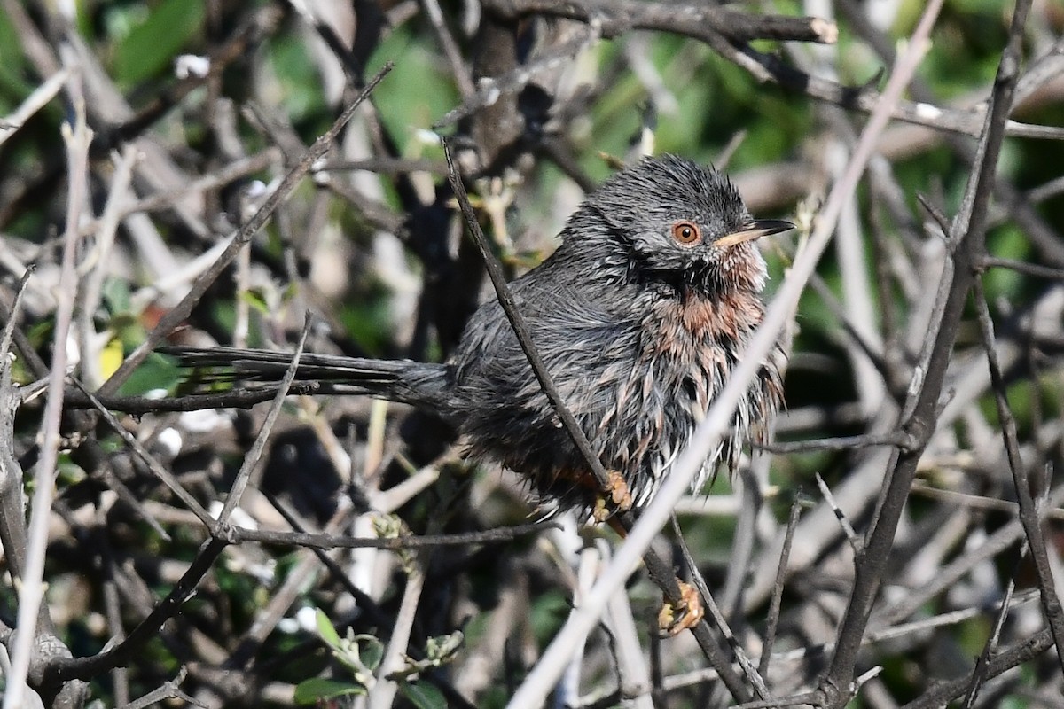 Funda Ötleğeni - ML646604497