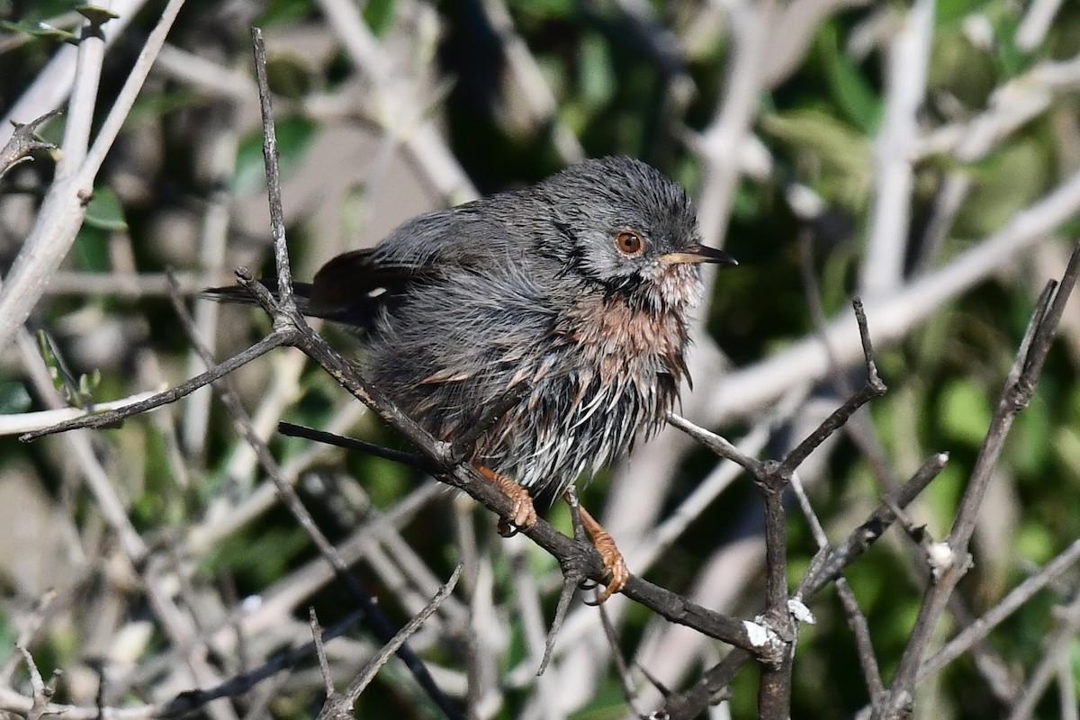 Funda Ötleğeni - ML646604498