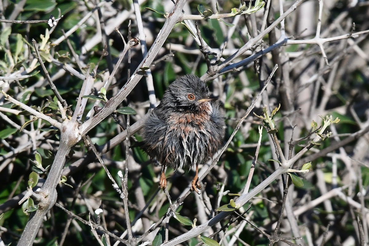 Funda Ötleğeni - ML646604499