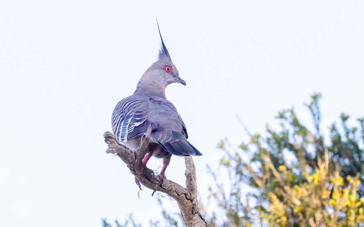 Crested Pigeon - ML646604500