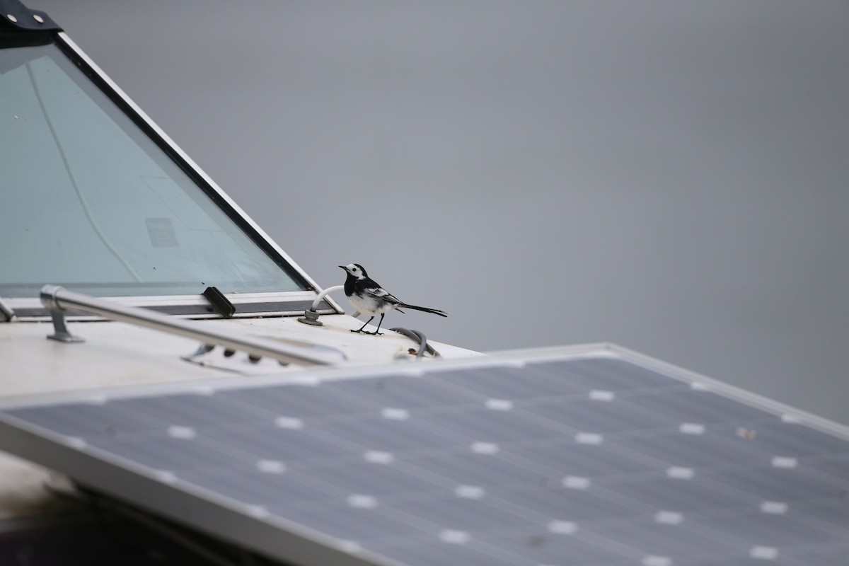 konipas bílý (ssp. yarrellii) - ML646604503