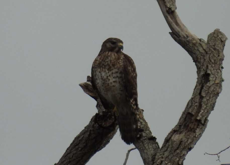 Red-shouldered Hawk - ML646604504